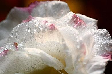 传《最后的生还者》多人游戏规模缩减 未能通过Bungie的评估